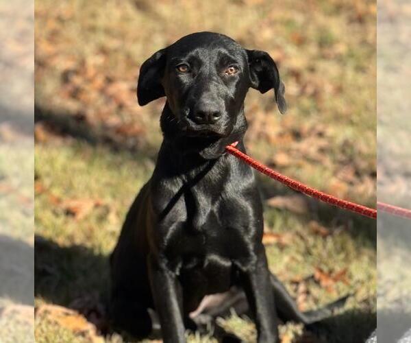 Medium Photo #1 Catahoula Leopard Dog-Labrador Retriever Mix Puppy For Sale in Yardley, PA, USA