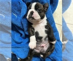 Boston Terrier Puppy for sale in BURLESON, TX, USA
