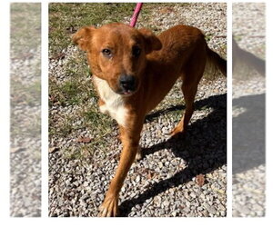 Kail - Female Golden Retriever-Unknown Mix Dog for Adoption - Photo #6