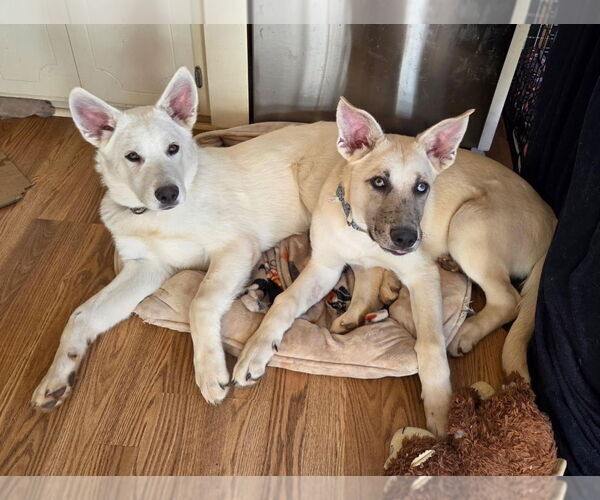 Medium Photo #4 Mutt Puppy For Sale in Lawrenceville, NJ, USA