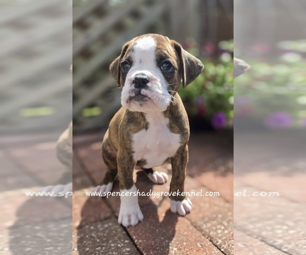 Medium Photo #1 Boxer Puppy For Sale in CABOOL, MO, USA
