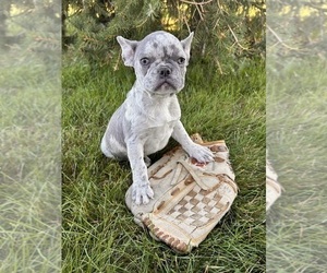 French Bulldog Puppy for sale in MIDDLEBURY, IN, USA