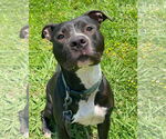 Small #4 American Pit Bull Terrier Mix
