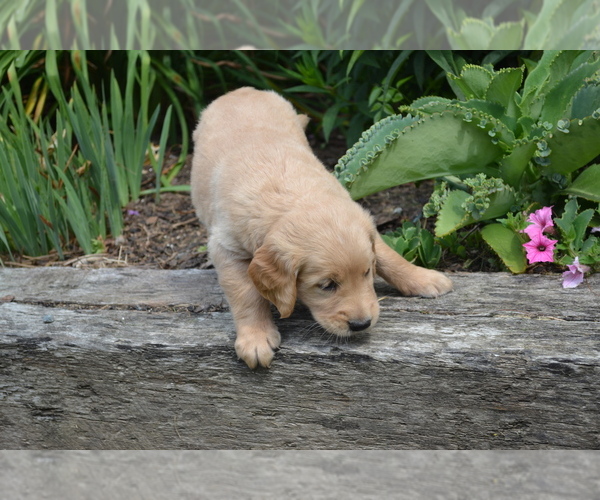 Medium Photo #30 Golden Retriever Puppy For Sale in GREENWOOD, WI, USA