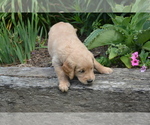 Small Photo #30 Golden Retriever Puppy For Sale in GREENWOOD, WI, USA