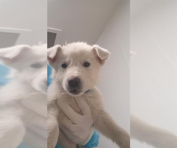 Medium Photo #1 German Shepherd Dog-Great Pyrenees Mix Puppy For Sale in Bakersfield, CA, USA