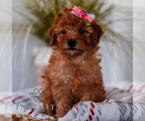 Poodle (Miniature) Puppy for sale in LAGRANGE, IN, USA