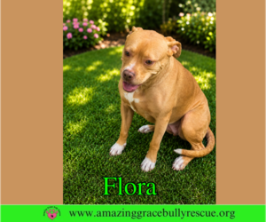 Flora - Female American Pit Bull Terrier-Unknown Mix Dog for Adoption - Photo #8