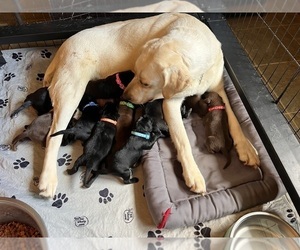 Mother of the Labrador Retriever puppies born on 04/14/2023