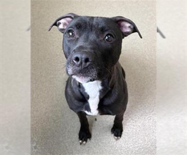 Medium Photo #2 Mutt Puppy For Sale in Newton, NC, USA