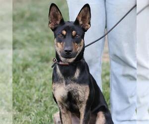Australian Kelpie-Unknown Mix Dogs for adoption in Modesto, CA, USA