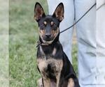 *PIXIE - Female Australian Kelpie-Unknown Mix Dog for Adoption - Small photo