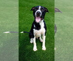 Small #13 Great Dane Mix