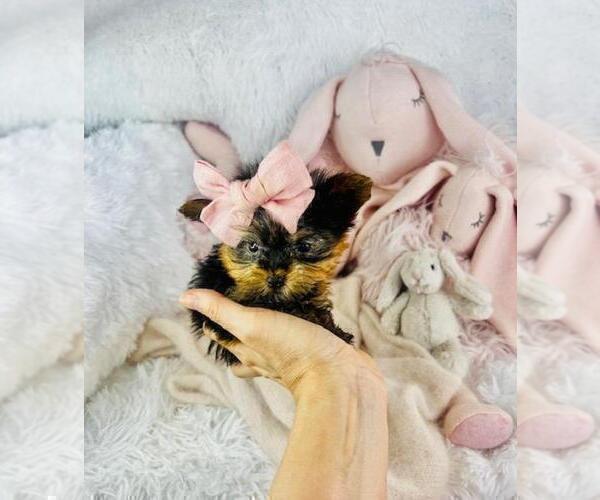 Medium Photo #3 Yorkshire Terrier Puppy For Sale in MIAMI BEACH, FL, USA