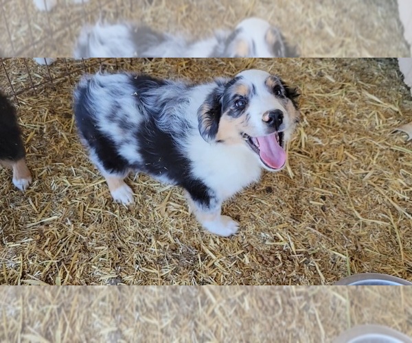 Medium Photo #1 Miniature Australian Shepherd Puppy For Sale in BAKER CITY, OR, USA