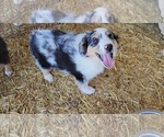Small Photo #1 Miniature Australian Shepherd Puppy For Sale in BAKER CITY, OR, USA