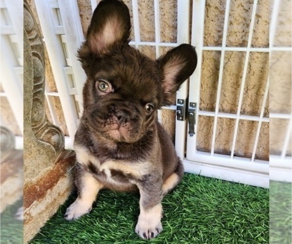 Medium Photo #4 French Bulldog Puppy For Sale in LAS VEGAS, NV, USA