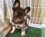 Small Photo #4 French Bulldog Puppy For Sale in LAS VEGAS, NV, USA