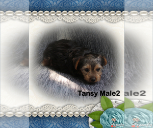 Yorkshire Terrier Puppy for Sale in SCOTTSVILLE, Kentucky USA
