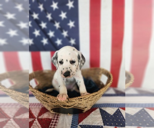 Medium Photo #37 Dalmatian Puppy For Sale in VASSALBORO, ME, USA