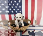 Small Photo #37 Dalmatian Puppy For Sale in VASSALBORO, ME, USA