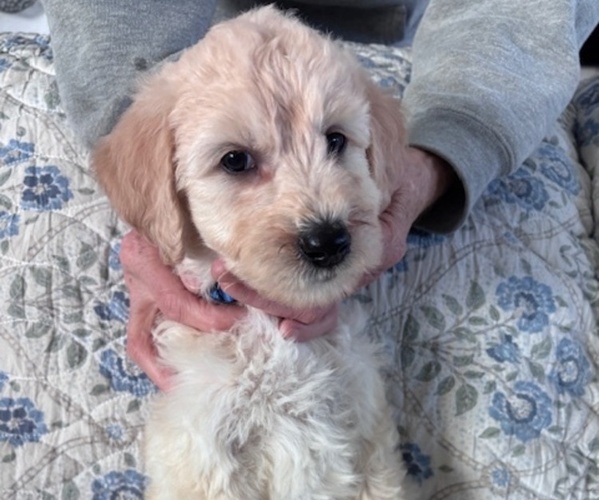 Medium Photo #33 Schnoodle (Giant) Puppy For Sale in ANDERSON, CA, USA