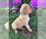 Puppy Puppy 2 Grey Golden Retriever