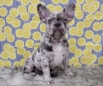 Small Photo #12 French Bulldog Puppy For Sale in BLAKESBURG, IA, USA
