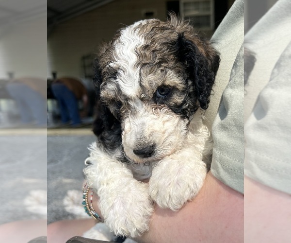 Medium Photo #1 Poodle (Standard) Puppy For Sale in PARIS, TN, USA