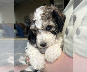 Poodle (Standard) Puppy for Sale in PARIS, Tennessee USA