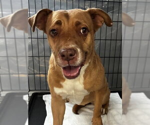 Labrador Retriever-Unknown Mix Dogs for adoption in Forestville, MD, USA