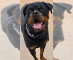 Small #9 Rottweiler