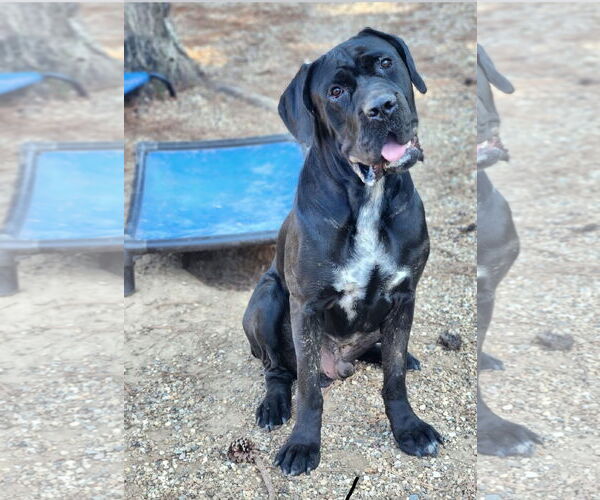 Medium Photo #4 Mastiff Puppy For Sale in Shreveport, LA, USA