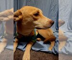 Small Photo #10 Bulldog-Huskies  Mix Puppy For Sale in Stephens City, VA, USA