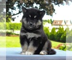Small Photo #6 Alaskan Malamute Puppy For Sale in GAP, PA, USA