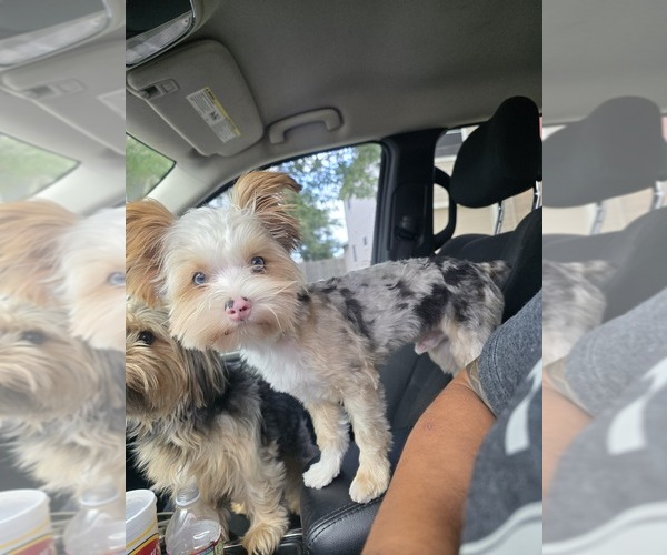 Medium Photo #1 Yorkshire Terrier Puppy For Sale in SCHERTZ, TX, USA