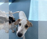 BASIL - Female Australian Terrier Dog for Adoption - Small photo