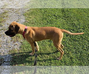 Black Mouth Cur-Unknown Mix Dogs for adoption in Oakhurst, NJ, USA