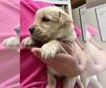 Small Photo #11 Golden Retriever Puppy For Sale in TOWNER, CO, USA