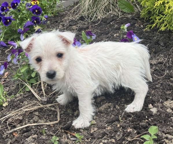 Medium Photo #5 West Highland White Terrier Puppy For Sale in CANOGA, NY, USA