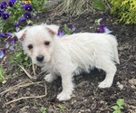 Small #4 West Highland White Terrier