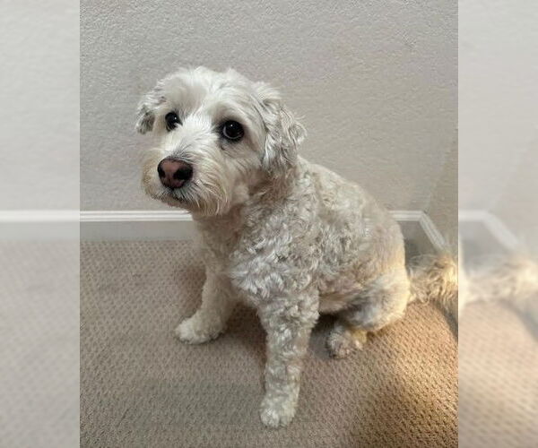 Medium Photo #2 Mutt Puppy For Sale in San Diego, CA, USA