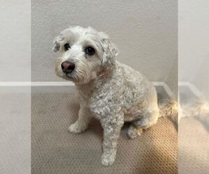 Herman - Male Mutt Dog for Adoption - Photo #2