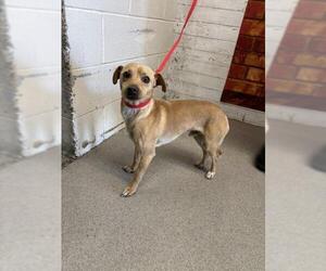 Chihuahua Dogs for adoption in San Bernardino, CA, USA