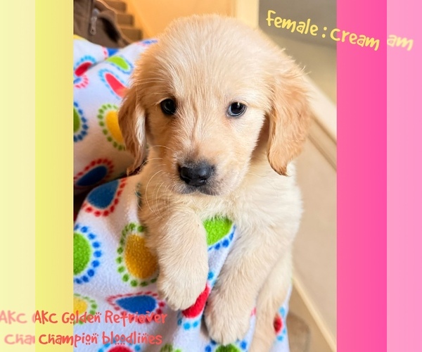 Medium Photo #1 Golden Retriever Puppy For Sale in SUGAR LAND, TX, USA