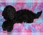 Small #3 Labradoodle