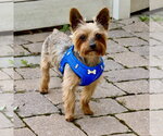 Small Mutt