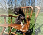 Small Photo #13 Schnoodle (Miniature) Puppy For Sale in NIANGUA, MO, USA