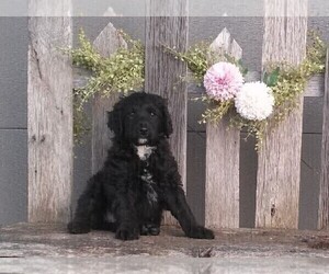 Aussiedoodle Miniature Puppy for sale in FREDERICKSBURG, OH, USA