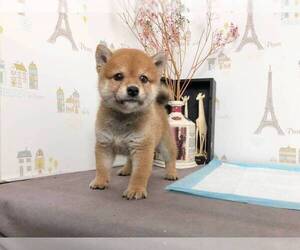 Shiba Inu Puppy for sale in SAN DIEGO, CA, USA